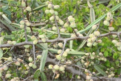 Commiphora berryi